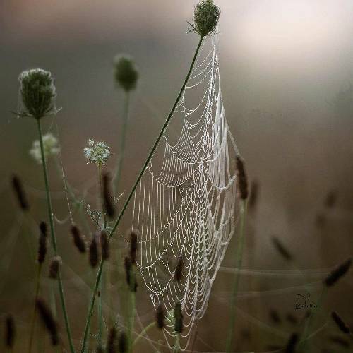 دیجی سجاد وصیت نامه 2